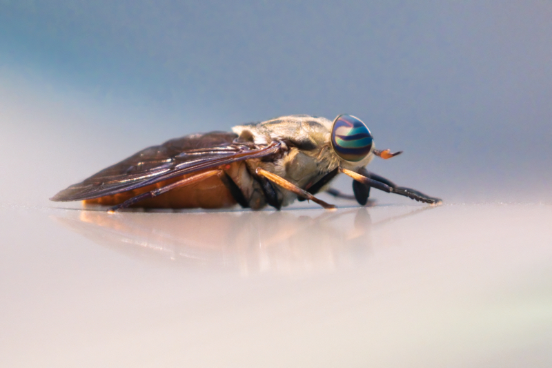 Side View Of A Horse Fly