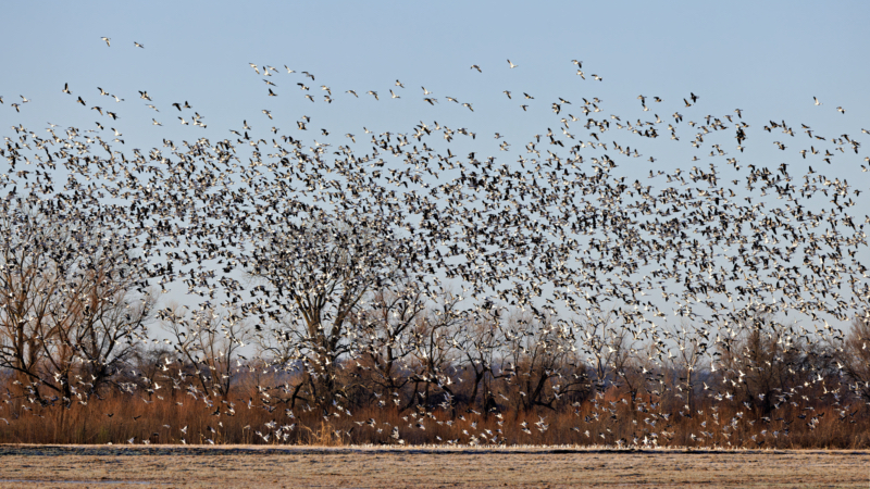 Snow Geese Arriving At The Sequoyah National Wildlife Refuge