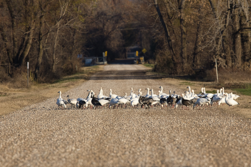 Snow Geese Roadblock