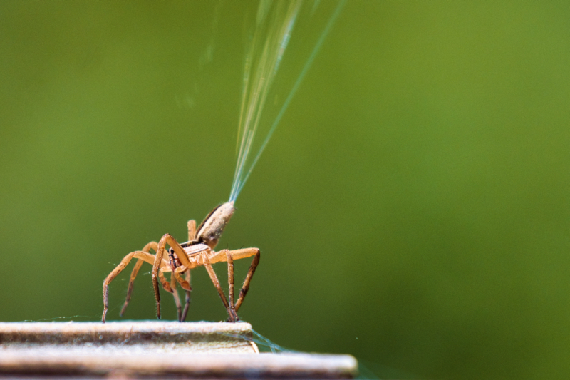 Spider Spraying Web Into The Air