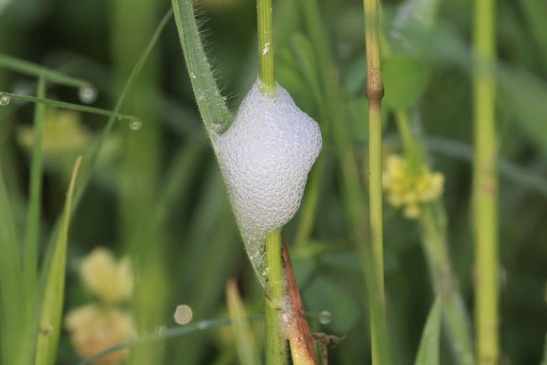 Spittlebugs: The Mysterious Bubble Makers