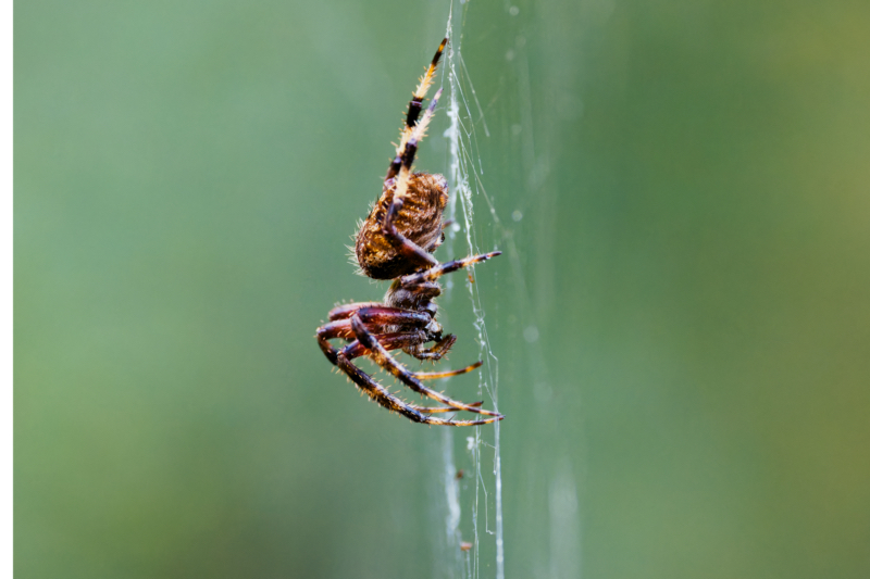 Spotted Orb Weaver Spider In Her Web - Side View