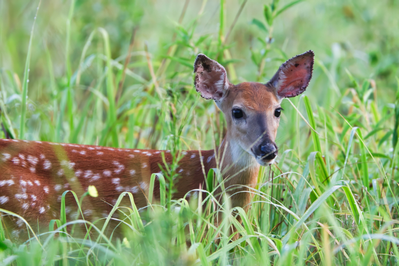 The Curious Fawn