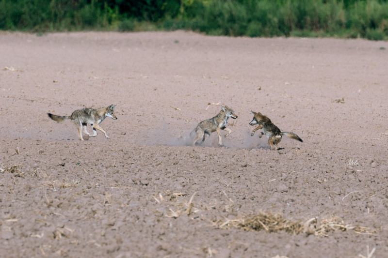 Three Coyote Pups Playing