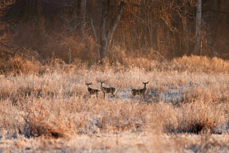 Three Whitetail Bucks in an Overgrown Field