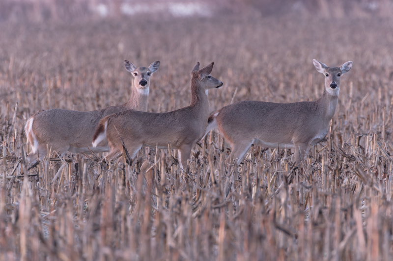 Three Whitetail Does In A Field