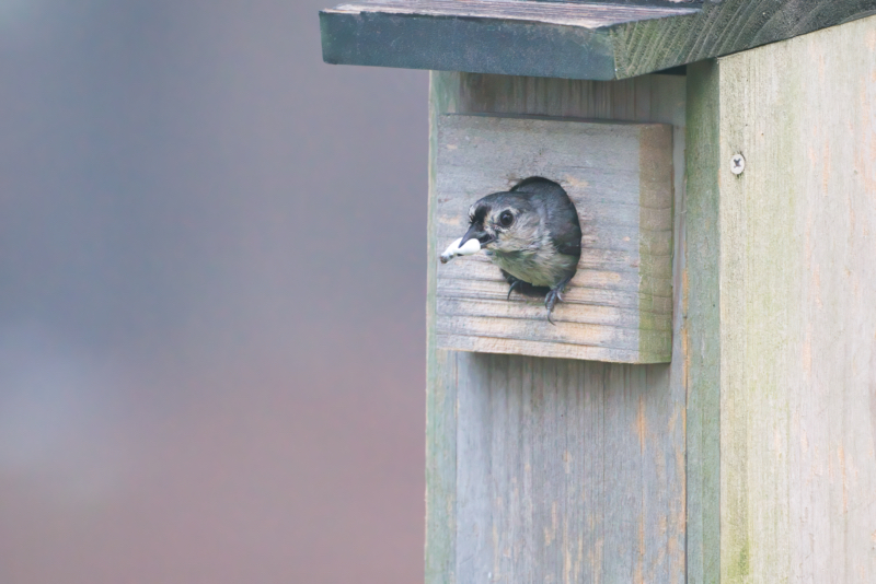 Tufted Titmouse Removing Fecal Sac