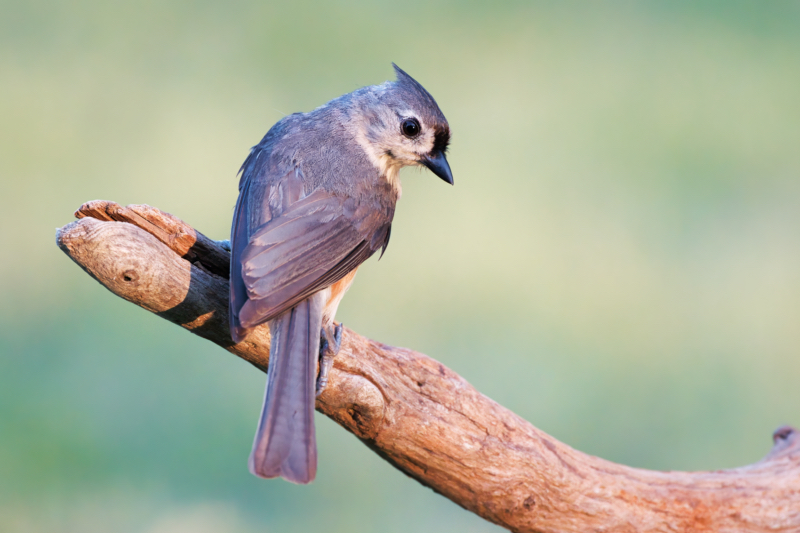Tufted Titmouse Rests on Driftwood