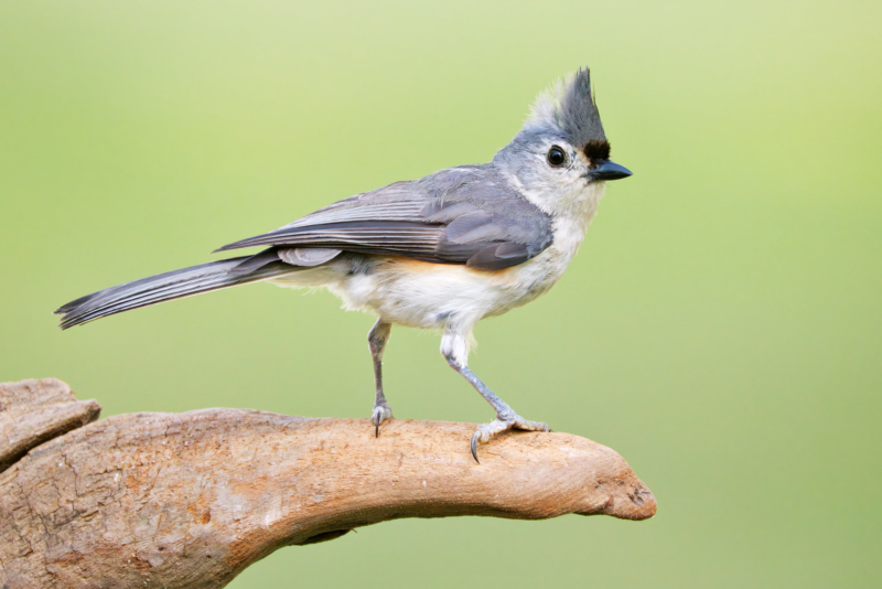 Tufted Titmouse Takes a Break on Driftwood Perch