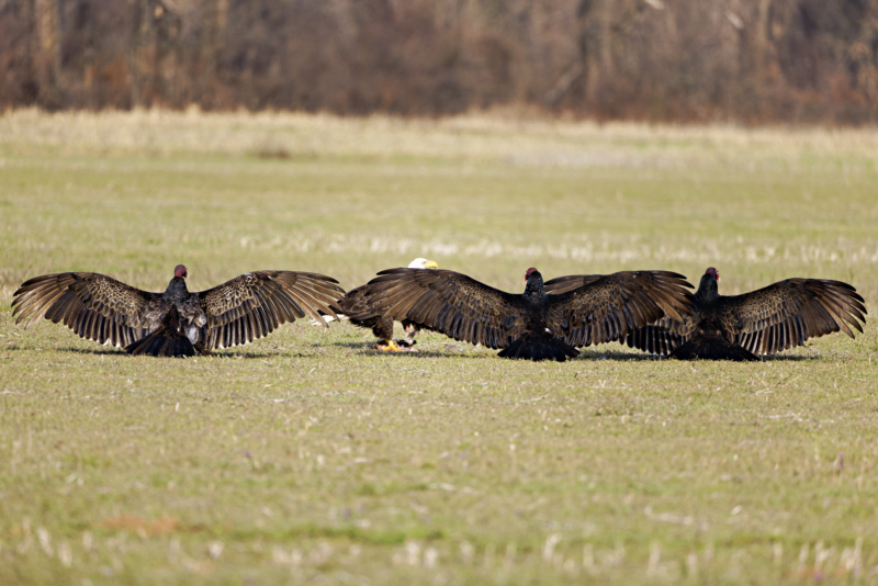 Turkey Vultures and Bald Eagle