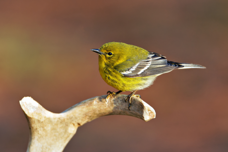 Vibrant Plumage Of A Pine Warbler