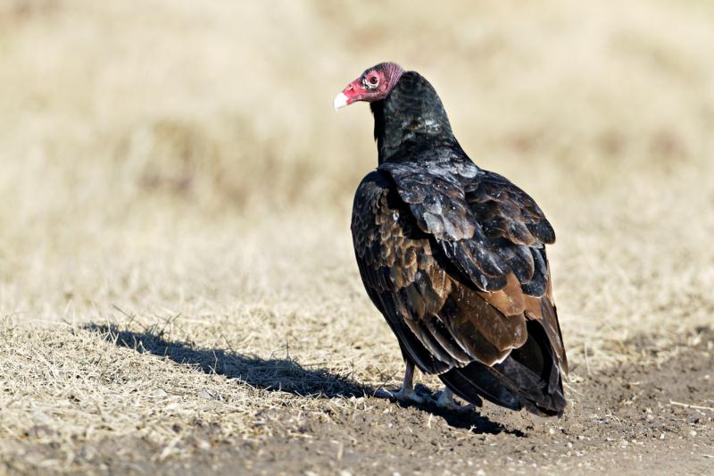 Was This Turkey Vulture Defecated On