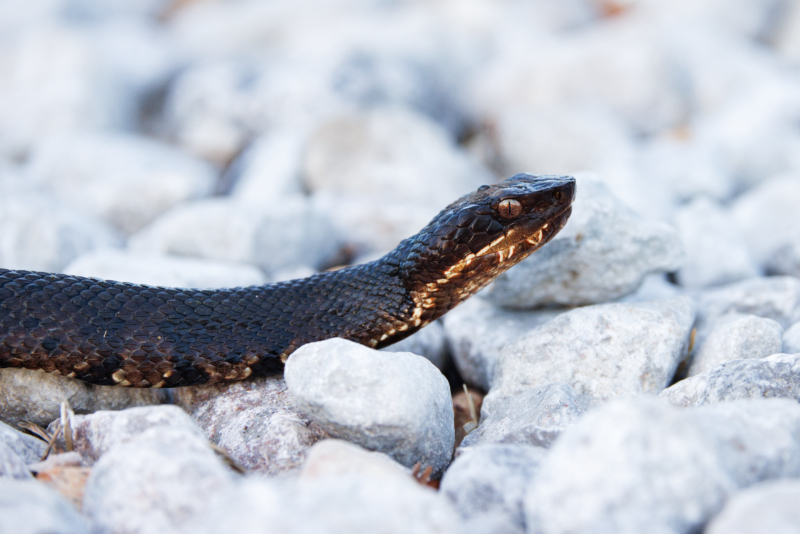 Water Moccasin In The Rocks