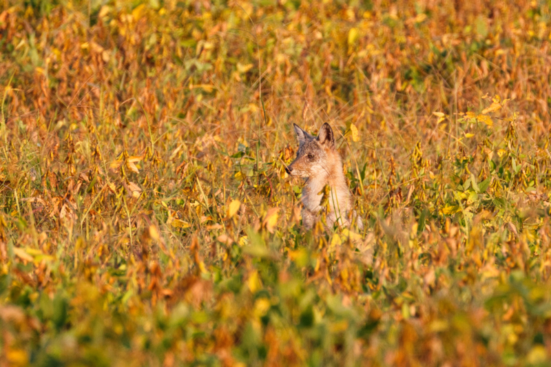 A Well Hidden Young Coyote