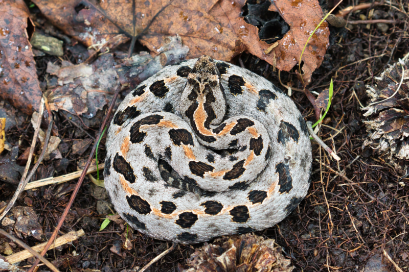 Western Pygmy Rattlesnake