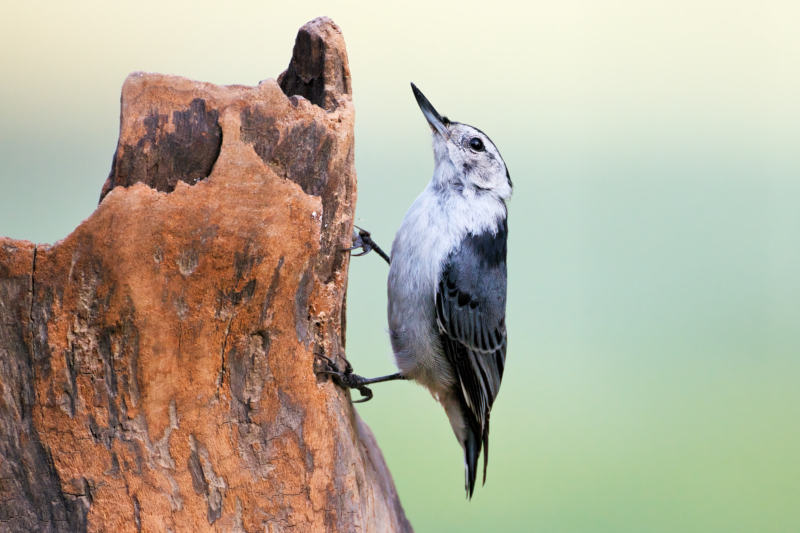 White-breasted Nuthatch Perched on Driftwood