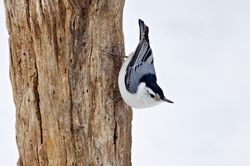 White-breasted Nuthatch On A Cold Winter Day