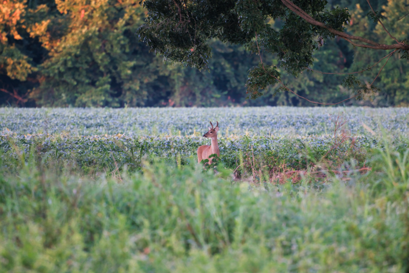 White-tailed Buck Under a Large Tree