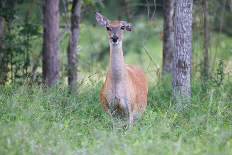White-tailed Doe With A Badly Mangled Ear
