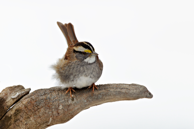 White-throated Sparrow Perched On A Log