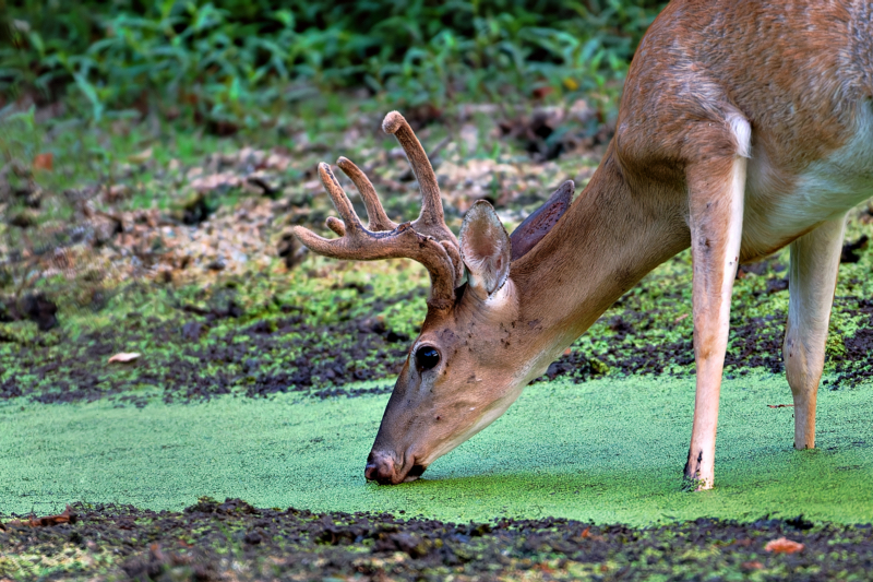 Whitetail Buck And Duckweed