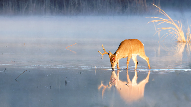 Whitetail Buck Has Shed An Antler