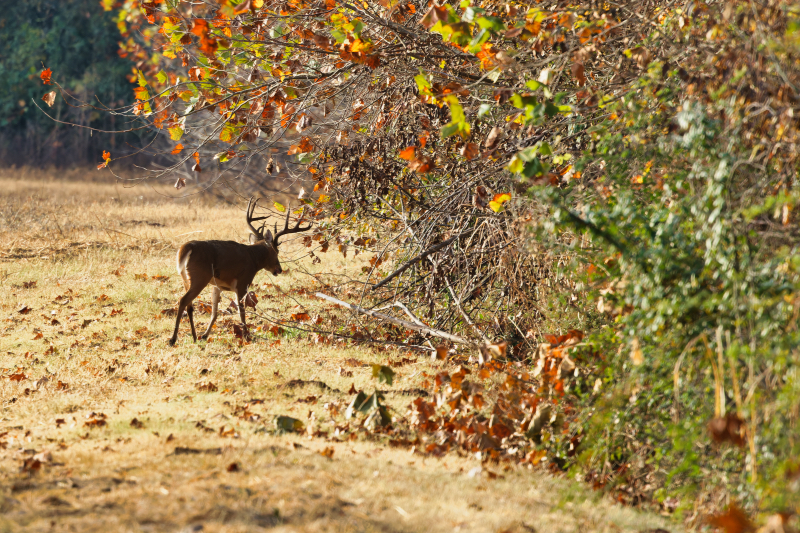 Whitetail Buck On A Cool Fall Morning