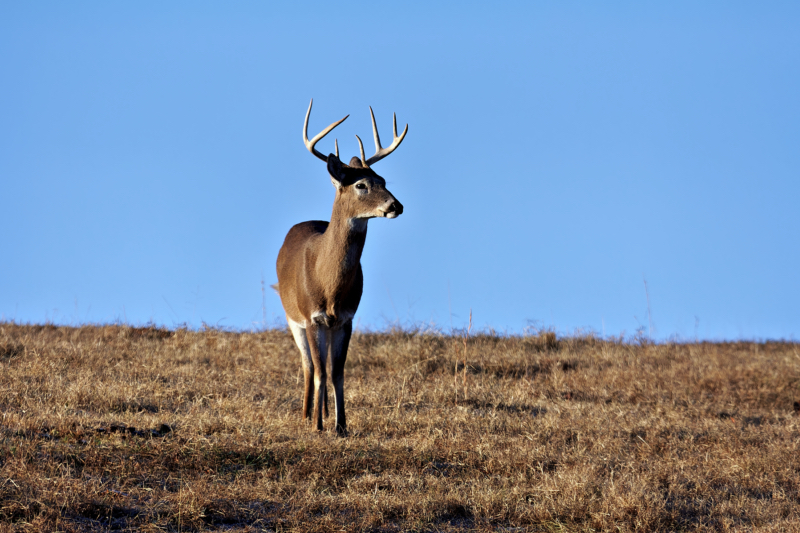 Whitetail Buck Standing In A Pasture