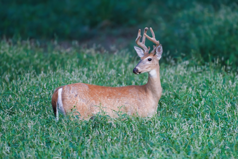 Whitetail Buck in Dry Cove