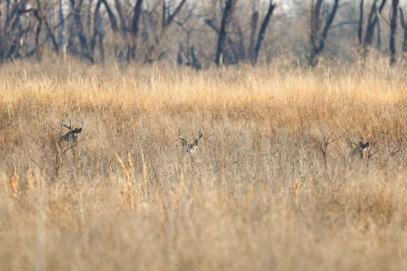 Whitetail Bucks Standing In Untouched Habitat