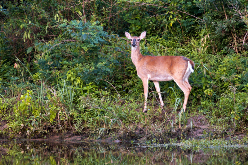 Whitetail Doe Across From Reeves Boat Ramp