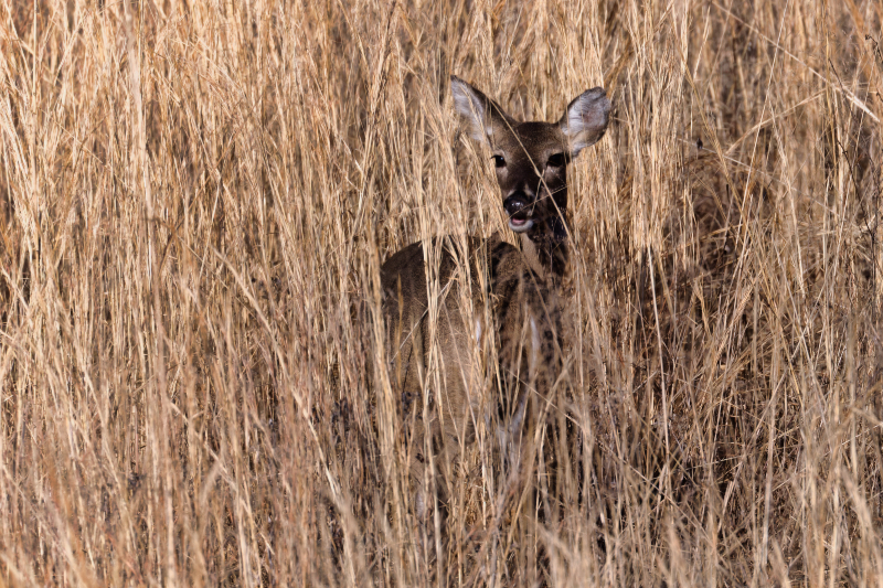 Whitetail Doe In Tall Grass At The J.T. Nickel Family Nature Preserve