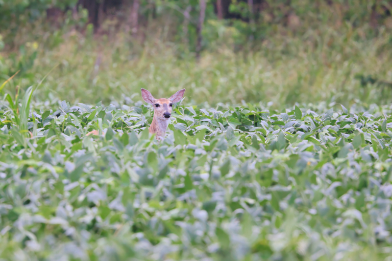 Whitetail Doe Standing In Beans