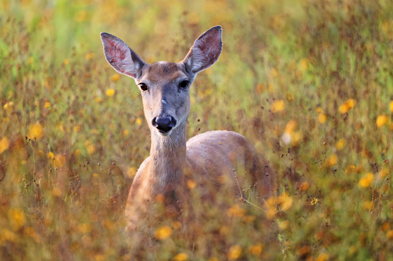 Whitetail Doe Standing In Wildflowers