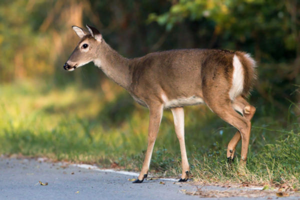 Whitetail Rabbit Whitetail Does and a Curious Rabbit - Steve Creek Wildlife Photography