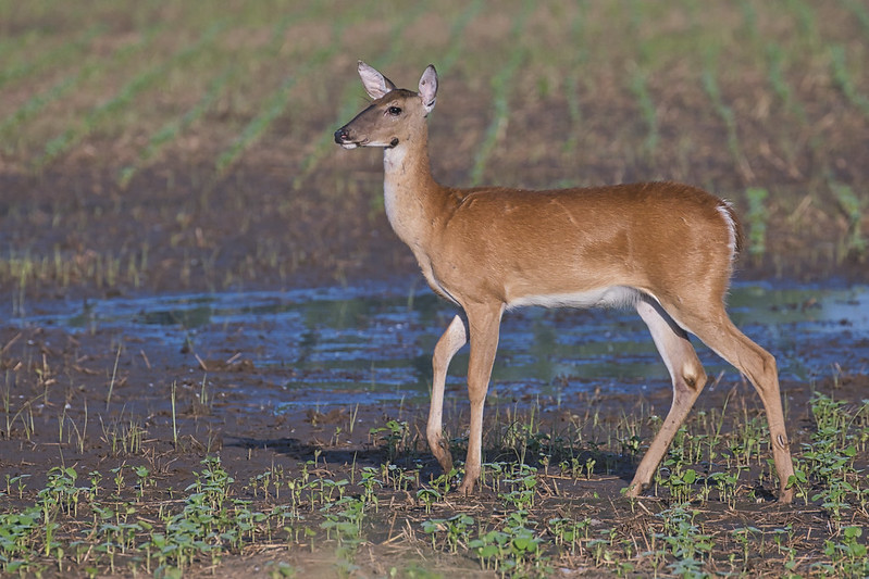 Whitetail Doe With Growth On Jaw