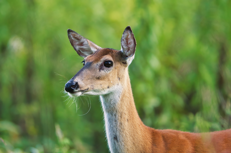 Whitetail Doe's Chin Whiskers