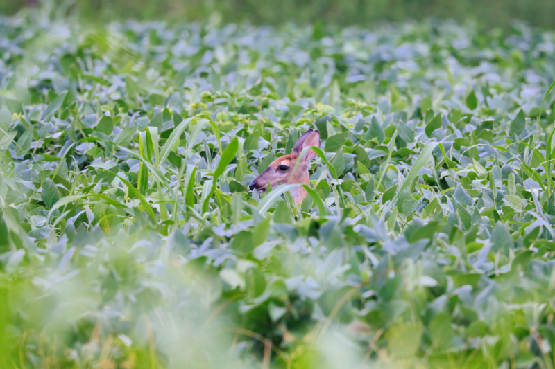 Whitetail Fawn Concealed by Crops