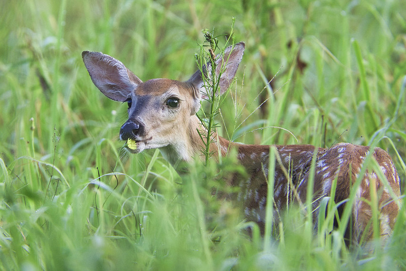 Whitetail Fawn Kissing Flower
