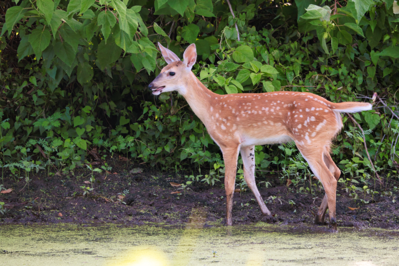 Whitetail Fawn Panting On A Hot Summer Day