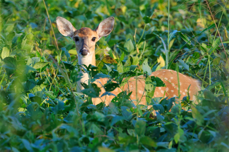 Whitetail Fawn Stands in Soybean Field