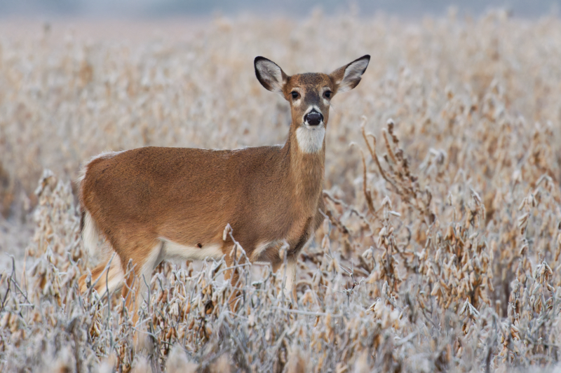 Whitetail Fawn in the Crisp Dawn Light