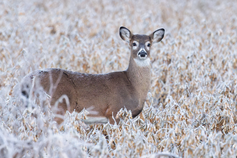 Whitetail Fawn on a Frosty Morning