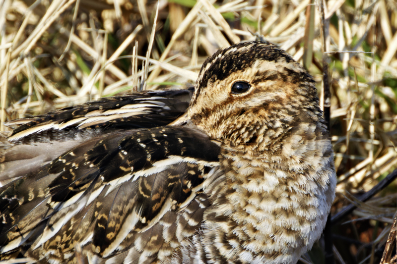Wilson's Snipe Beak Tucked Into The Feathers On Its Back