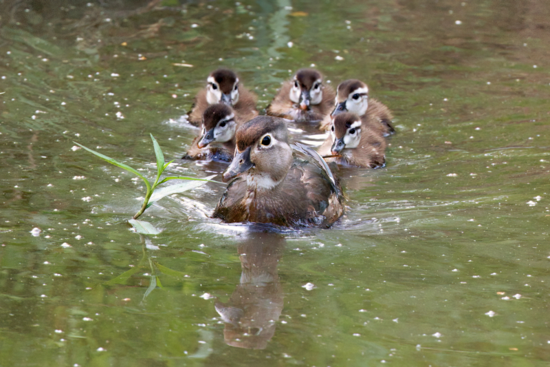 Wood Duck With Ducklings