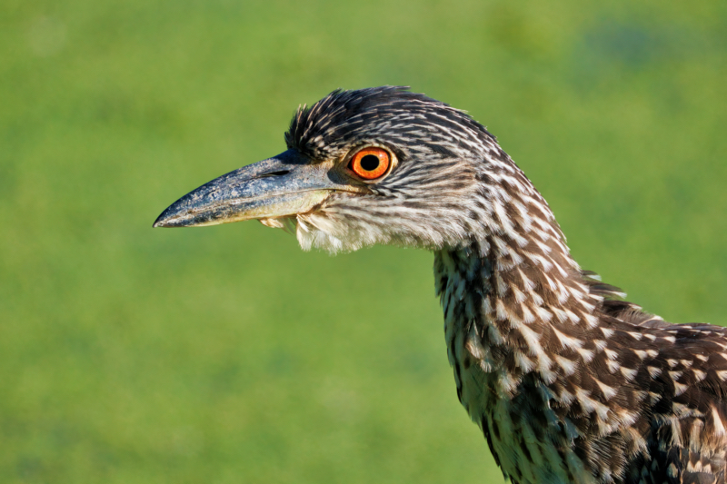Yellow-crowned Night-Heron After A Yawn
