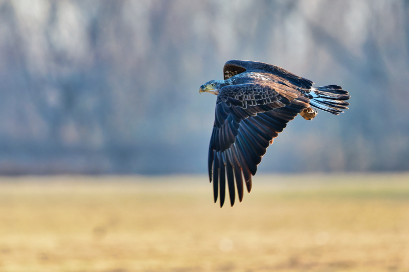 Young Bald Eagle In Flight Over Field