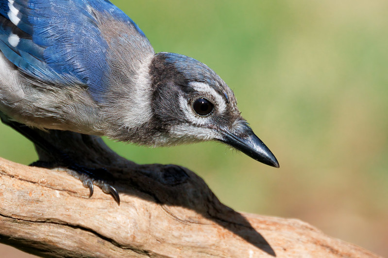 Young Blue Jay Eager to Get to Bird Feeder