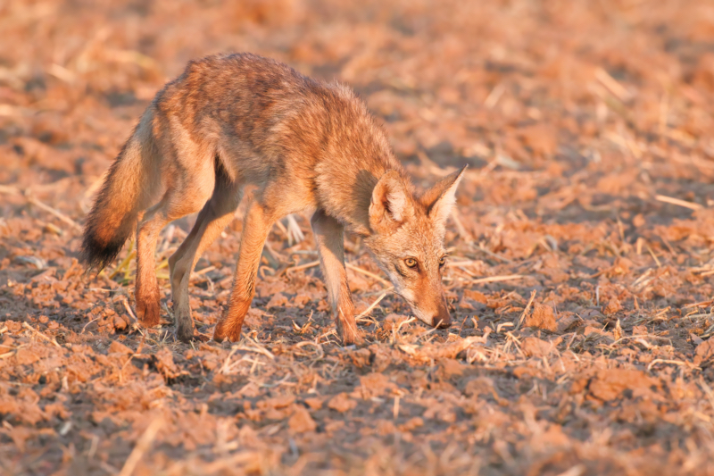 Young Coyote Scavenging the Field