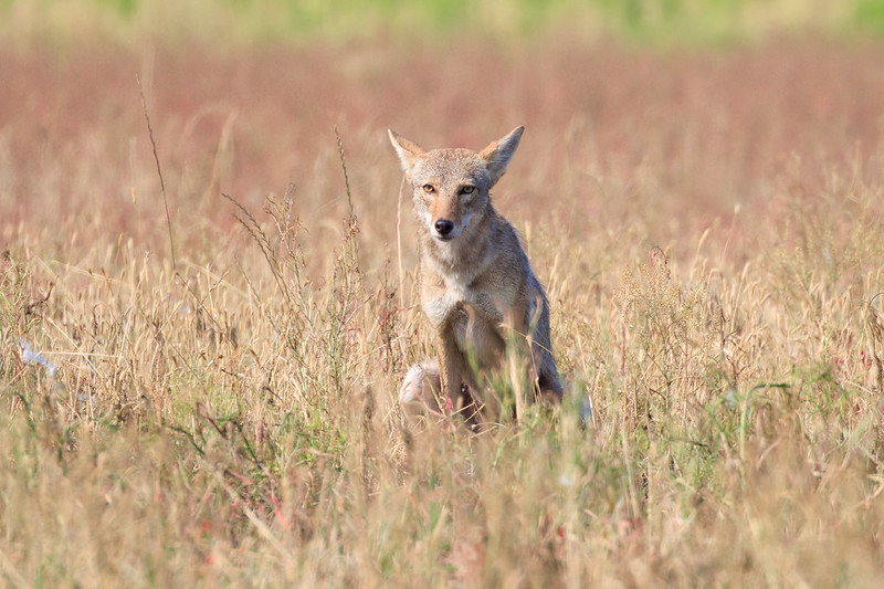 Young Coyote Urinating at Sequoyah National Wildlife Refuge